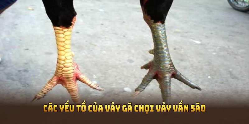 Các yếu tố làm nên nét đặc sắc của vảy gà chọi vảy vấn sáo