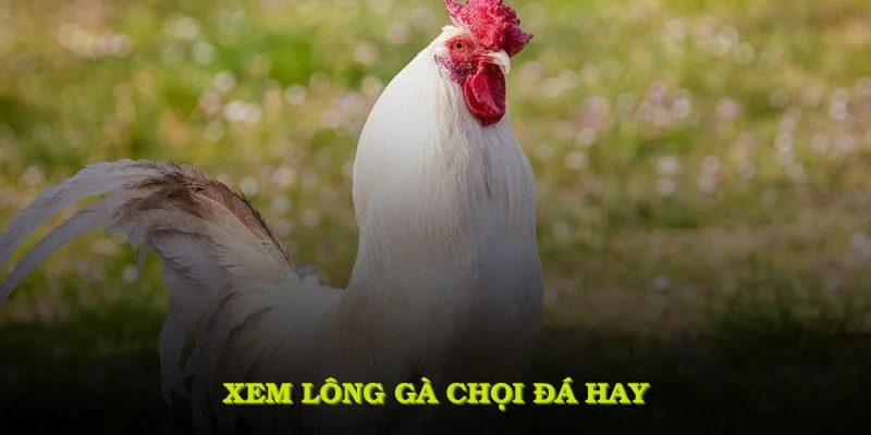 Xem lông gà chọi đá hay